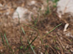 <a href="https://taieol.tw/muse/digi_object/65b64a1a3cd02eb7ca8192790ce2aecb" target="_blank">鴨姆草／By：doggy0406／iNaturalist</a>