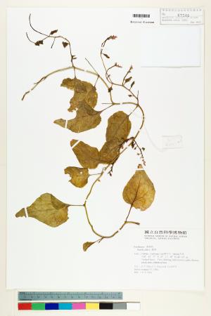 <a href="https://brmas.openmuseum.tw/muse/digi_object/981fa0dd1dbc6d07989d5fcda912a8e1" target="_blank">落葵／中央研究院生物多樣性研究博物館植物標本館 (HAST)</a>