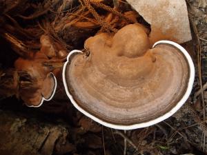 Ganoderma applanatum(樹舌靈芝)