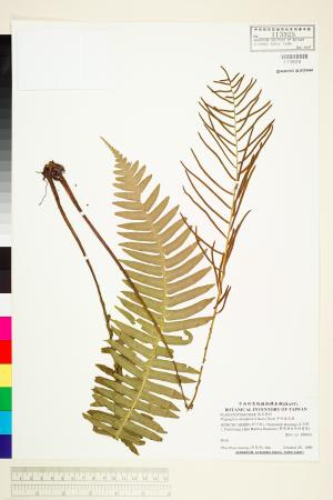 <a href="https://brmas.openmuseum.tw/muse/digi_object/982516ea227cb7de78e9fe6b68ea72f8" target="_blank">耳形瘤足蕨／中央研究院生物多樣性研究博物館植物標本館 (HAST)</a>