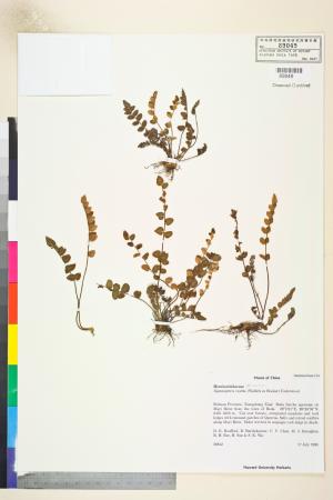 <a href="https://brmas.openmuseum.tw/muse/digi_object/9827ad47376fa1b4f458e7933c773e5f" target="_blank">金毛裸蕨／中央研究院生物多樣性研究博物館植物標本館 (HAST)</a>