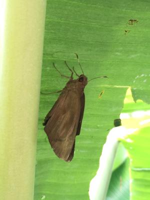 <a href="https://taieol.tw/muse/digi_object/a0788e694c38c5662024606c0cb8ab8c" target="_blank">蕉弄蝶／By：bess／iNaturalist</a>