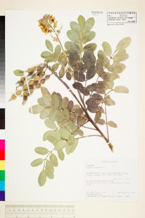 <a href="https://brmas.openmuseum.tw/muse/digi_object/98301b75766feb7fd1072caeb3245a92" target="_blank">毛苦參／中央研究院生物多樣性研究博物館植物標本館 (HAST)</a>