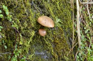 Suillus granulatus(點柄乳牛肝菌)