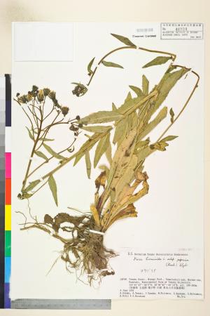 <a href="https://brmas.openmuseum.tw/muse/digi_object/985d637131bacc1237d750f87fba785b" target="_blank">毛連菜／中央研究院生物多樣性研究博物館植物標本館 (HAST)</a>