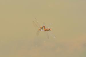 <a href="https://taieol.tw/muse/digi_object/f77f8630166a5948f49631fc6ad15313" target="_blank">薄翅蜻蜓／By：wshxtd／iNaturalist</a>
