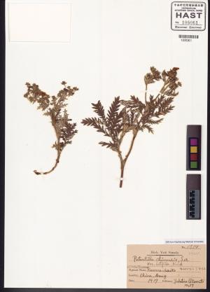 <a href="https://brmas.openmuseum.tw/muse/digi_object/9886d8a4f756feaa378b0e48acc4ed20" target="_blank">委陵菜／中央研究院生物多樣性研究博物館植物標本館 (HAST)</a>