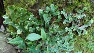 <a href="https://taieol.tw/muse/digi_object/5a87d9d3bdfc3048f4cee724aa5d7813" target="_blank">Marchantia paleacea／By：plagiochila／iNaturalist</a>