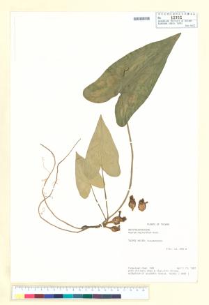 <a href="https://brmas.openmuseum.tw/muse/digi_object/98d1183ee6d5b2ab232c7180065170bd" target="_blank">八重山細辛／中央研究院生物多樣性研究博物館植物標本館 (HAST)</a>