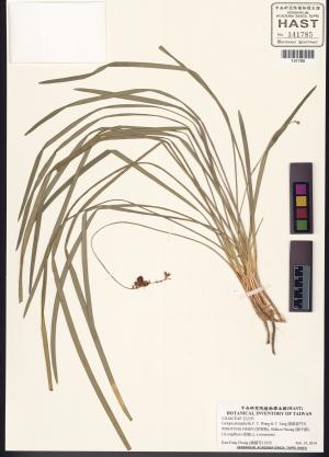 <a href="https://brmas.openmuseum.tw/muse/digi_object/98d2674bca701cdf150bc87bbbc1b81a" target="_blank">闊葉麥門冬／中央研究院生物多樣性研究博物館植物標本館 (HAST)</a>