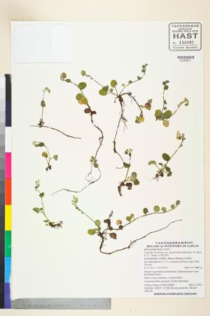 <a href="https://brmas.openmuseum.tw/muse/digi_object/98dc7944d68d3c597f66b9bc572e59aa" target="_blank">台北附地草／中央研究院生物多樣性研究博物館植物標本館 (HAST)</a>