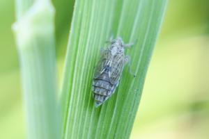 <a href="https://taieol.tw/muse/digi_object/99614358e4adc94ec4f4e5311ce4b113" target="_blank">Sogatella furcifera／By：jayc3767／iNaturalist</a>