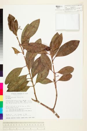 <a href="https://brmas.openmuseum.tw/muse/digi_object/98f689faae2456c7ae5b351bac79c8aa" target="_blank">高士佛赤楠／中央研究院生物多樣性研究博物館植物標本館 (HAST)</a>