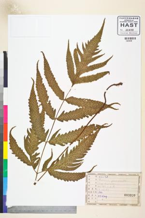 <a href="https://brmas.openmuseum.tw/muse/digi_object/990576f1b653f8fbfaca6375f78d921f" target="_blank">變葉三叉蕨(蛇脈三叉蕨)／中央研究院生物多樣性研究博物館植物標本館 (HAST)</a>
