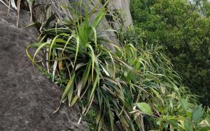 <a href="https://taieol.tw/muse/digi_object/ba50f50d6e5609f42e7ac726a5129110" target="_blank">山露兜／By：naturalist5193／iNaturalist</a>