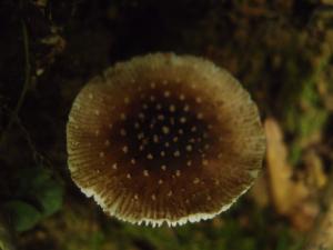 Amanita sychnopyramis f. subannulata(殘托鵝膏環變型)