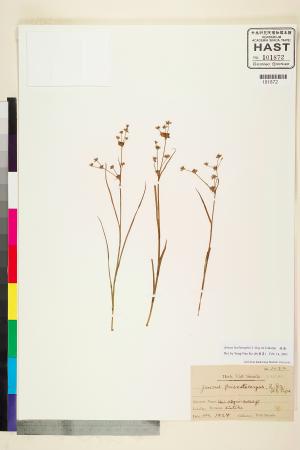 <a href="https://brmas.openmuseum.tw/muse/digi_object/992ecc6419a4c579d4b65ac3cad0d09e" target="_blank">錢蒲／中央研究院生物多樣性研究博物館植物標本館 (HAST)</a>