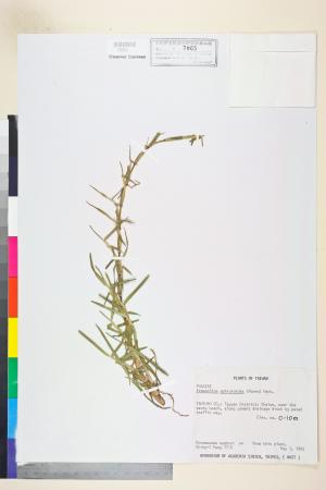 <a href="https://brmas.openmuseum.tw/muse/digi_object/9960b9a2d63e93f9259525c06f7b0bcd" target="_blank">假儉草／中央研究院生物多樣性研究博物館植物標本館 (HAST)</a>