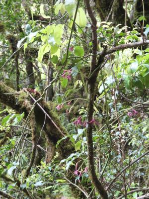 <a href="https://taieol.tw/muse/digi_object/1e839d7c0df10dbbf2842da904c7d3b8" target="_blank">紫花野木瓜／By：naturalist14740／iNaturalist</a>