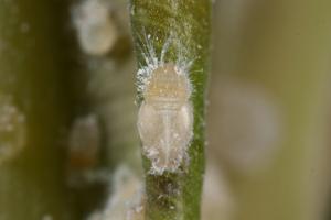 Leptynoptera sulfurea_404071_若蟲