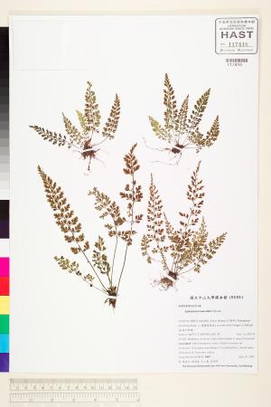 <a href="https://brmas.openmuseum.tw/muse/digi_object/9999df2ab6017fd80f4e6bca997b8c53" target="_blank">小葉鐵角蕨／中央研究院生物多樣性研究博物館植物標本館 (HAST)</a>