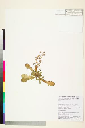<a href="https://brmas.openmuseum.tw/muse/digi_object/99a8a1be543cf5d23d82665433c5b839" target="_blank">通泉草屬／中央研究院生物多樣性研究博物館植物標本館 (HAST)</a>