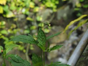 <a href="https://taieol.tw/muse/digi_object/e7425ea754f8156ec3bfddc94d864294" target="_blank">昭和草／By：doggy0406／iNaturalist</a>