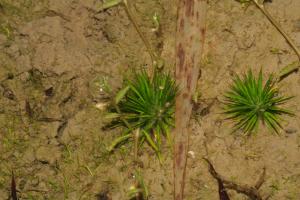 小穀精草-Eriocaulaceae榖精草科-穀精草屬-Eriocaulon cinereum-IMG_7142