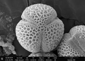 <a href="https://ntm-naturearchive.openmuseum.tw/muse/digi_object/6ba50f2f050783a551b104eee25f9cf5" target="_blank">樺葉莢蒾／國立臺灣博物館</a>