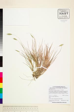 <a href="https://brmas.openmuseum.tw/muse/digi_object/99df61607af8f2b7fd9847296edf63d7" target="_blank">川上短柄草／中央研究院生物多樣性研究博物館植物標本館 (HAST)</a>