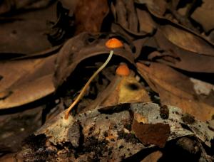 Marasmius sullivantii(沙氏小皮傘)