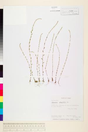 <a href="https://brmas.openmuseum.tw/muse/digi_object/99edbd8c3cb2248ac14f417f0e9df0e5" target="_blank">齒果草／中央研究院生物多樣性研究博物館植物標本館 (HAST)</a>