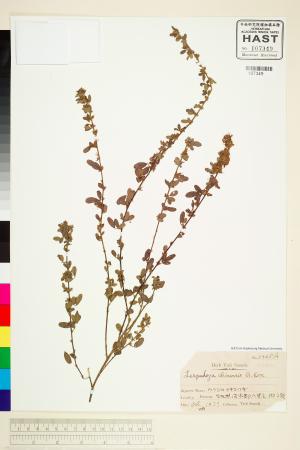 <a href="https://brmas.openmuseum.tw/muse/digi_object/9a231e6dca5cf52c50fa03ba2a2a9d0c" target="_blank">華胡枝子／中央研究院生物多樣性研究博物館植物標本館 (HAST)</a>