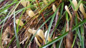 <a href="https://taieol.tw/muse/digi_object/e9c11411d796aa62effd5987834f6a9f" target="_blank">Spathularia flavida(黄地匙菌)／By：柯文俊／蕈哥菇妹園地(The Forum of Fungi)</a>