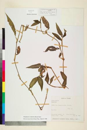 <a href="https://brmas.openmuseum.tw/muse/digi_object/9a37c1f323f0ac7070ba392975311828" target="_blank">毛果竹葉菜(毛果網籽草)／中央研究院生物多樣性研究博物館植物標本館 (HAST)</a>
