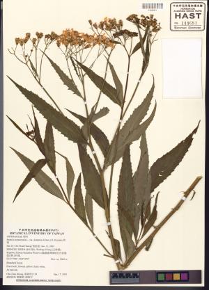 <a href="https://brmas.openmuseum.tw/muse/digi_object/9a6837925cfeba67a528cbb7ec120d5c" target="_blank">黃菀／中央研究院生物多樣性研究博物館植物標本館 (HAST)</a>