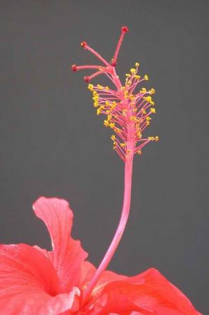 <a href="https://taieol.tw/muse/digi_object/d89b160bb3d0c8d115965dd56bde4a25" target="_blank">朱槿／By：陳添財／東華大學校園生物網</a>