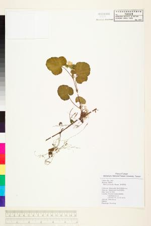 <a href="https://brmas.openmuseum.tw/muse/digi_object/9a806522062c81761e9f5d065d64c6f0" target="_blank">刺萼寒梅／中央研究院生物多樣性研究博物館植物標本館 (HAST)</a>