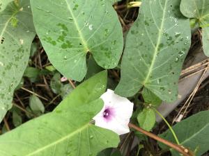 <a href="https://taieol.tw/muse/digi_object/6109ef0b5227b5b283f87542240df47a" target="_blank">甕菜／By：eeeeva／iNaturalist</a>