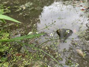 <a href="https://taieol.tw/muse/digi_object/a8bbc4c8891dc6e7db9edf7a99a8fa1e" target="_blank">澤瀉／By：liubelinda／iNaturalist</a>