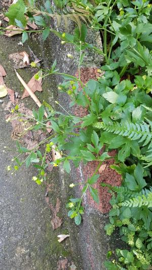 <a href="https://taieol.tw/muse/digi_object/375dd0f7ac186502bc94fe85a96d58c9" target="_blank">水辣菜／By：dayacat／iNaturalist</a>