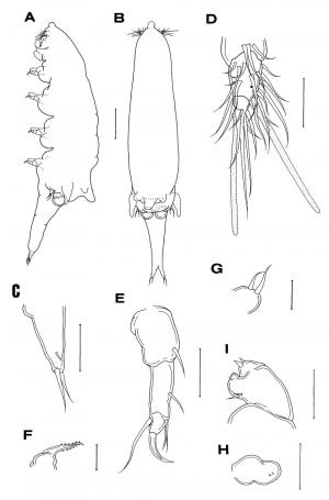 Xarifia umbonata_雌