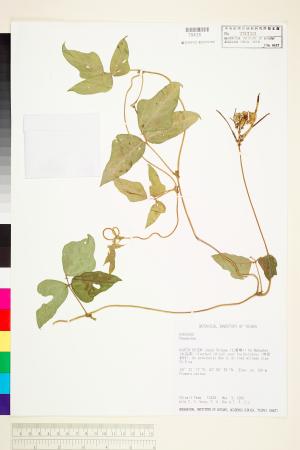 <a href="https://brmas.openmuseum.tw/muse/digi_object/9a9ca42b5739ac2a07d3ea0e7b7a2941" target="_blank">菜豆屬／中央研究院生物多樣性研究博物館植物標本館 (HAST)</a>