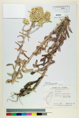 <a href="https://brmas.openmuseum.tw/muse/digi_object/9a9d938e57b2f9294d4e36905a006c6c" target="_blank">鼠麴草屬／中央研究院生物多樣性研究博物館植物標本館 (HAST)</a>