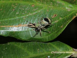<a href="https://taieol.tw/muse/digi_object/1c68470cc36bbfd347bbb9aebda4729f" target="_blank">藍翠蛛／By：chinaberryhuang／iNaturalist</a>