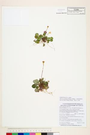 <a href="https://brmas.openmuseum.tw/muse/digi_object/9aaaa288af27fefc2951262dcca5c5f0" target="_blank">倒卵葉裂緣花／中央研究院生物多樣性研究博物館植物標本館 (HAST)</a>