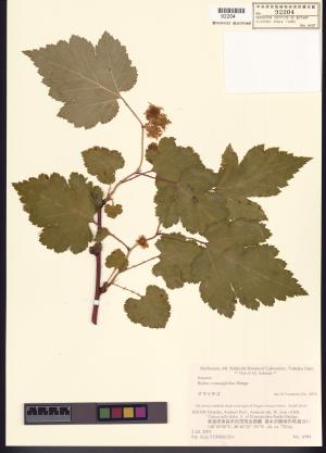 <a href="https://brmas.openmuseum.tw/muse/digi_object/9ab62a771664085623d570298cb301b8" target="_blank">懸鉤子屬／中央研究院生物多樣性研究博物館植物標本館 (HAST)</a>