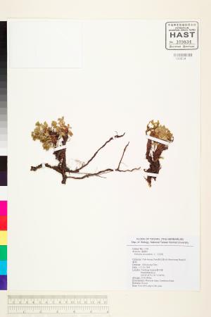 <a href="https://brmas.openmuseum.tw/muse/digi_object/9ab83b03f078eb40329ea259dc74a026" target="_blank">五蕊莓／中央研究院生物多樣性研究博物館植物標本館 (HAST)</a>