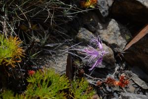 <a href="https://taieol.tw/muse/digi_object/9e1dae9c58642620ff940c51d8a368cd" target="_blank">玉山石竹／By：lecanorchis／iNaturalist</a>