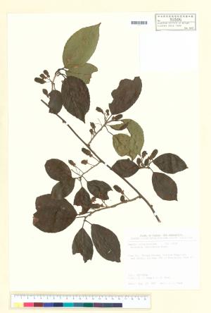 <a href="https://brmas.openmuseum.tw/muse/digi_object/9ac9be9ed9e7449ee6d9790cda8dec90" target="_blank">異色獼猴桃／中央研究院生物多樣性研究博物館植物標本館 (HAST)</a>